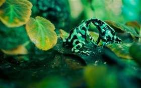 Dos ranas, hojas HD fondos de pantalla