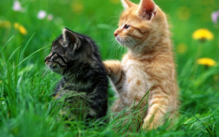 Dos gatitos, hierba Fondos de pantalla, imagen