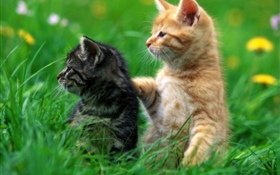 Dos gatitos, hierba HD fondos de pantalla
