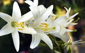 Flores de lirio blanco
