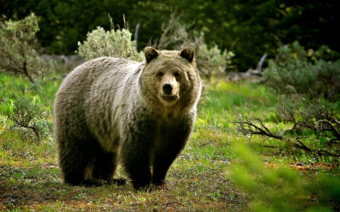 Fauna, oso Fondos de pantalla, imagen