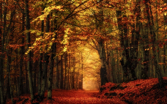Otoño, bosque, árboles, hojas rojas Fondos de pantalla, imagen