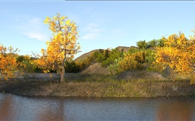 Otoño, estanque, árboles, hojas amarillas HD fondos de pantalla
