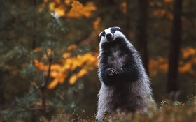Badger, parar, verse, lindo animal HD fondos de pantalla
