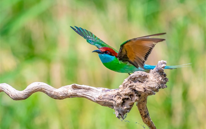 Hermoso pájaro verde azul rojo plumas Fondos de pantalla, imagen