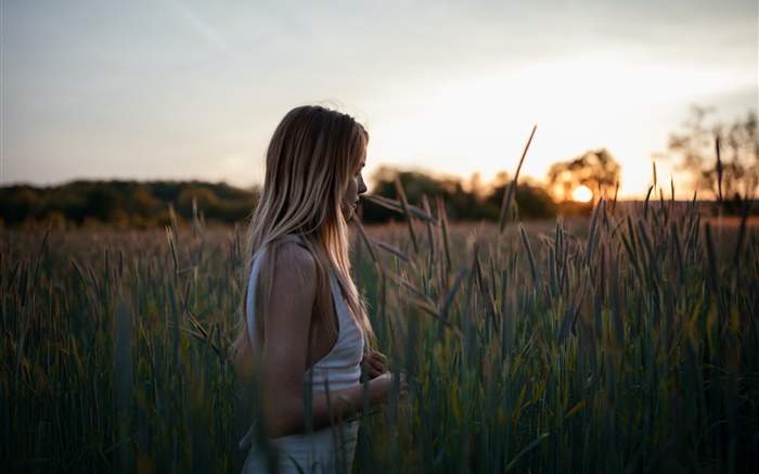 Chica rubia, campo de trigo Fondos de pantalla, imagen