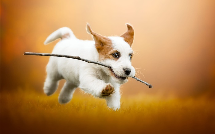 Lindo cachorro blanco corriendo, perro Fondos de pantalla, imagen