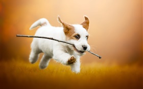 Lindo cachorro blanco corriendo, perro HD fondos de pantalla