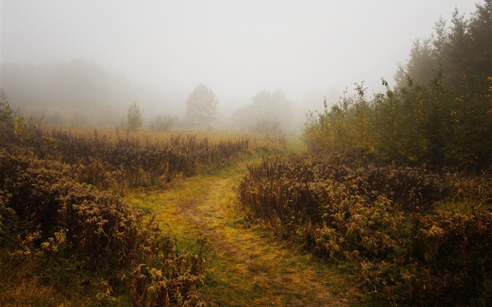 Mañana, otoño, niebla, árboles Fondos de pantalla, imagen