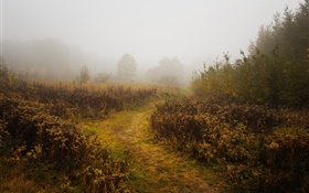 Mañana, otoño, niebla, árboles HD fondos de pantalla
