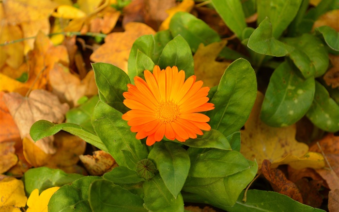 Flor naranja, hojas verdes Fondos de pantalla, imagen