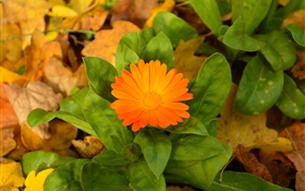 Flor naranja, hojas verdes