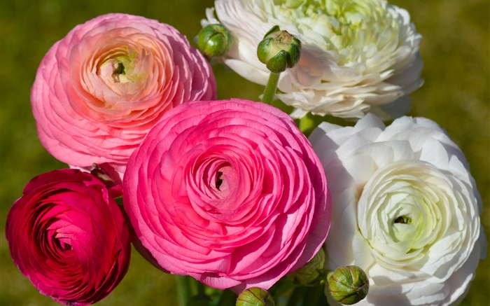 Flores blancas rosadas, Ranunculus Fondos de pantalla, imagen