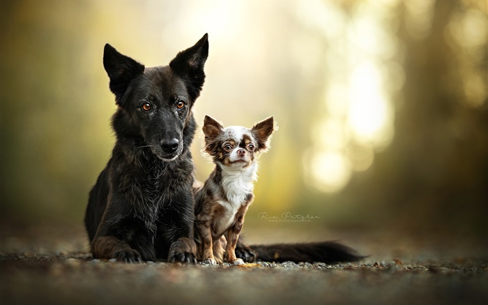 Dos perros, amigos Fondos de pantalla, imagen