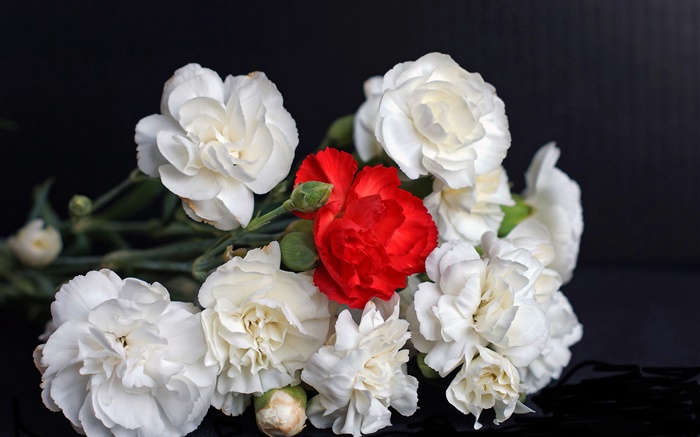 Rosas blancas y rojas, fondo negro Fondos de pantalla, imagen