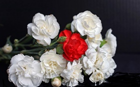 Rosas blancas y rojas, fondo negro