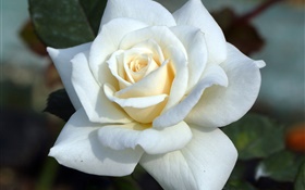 Rosa blanca, pétalos