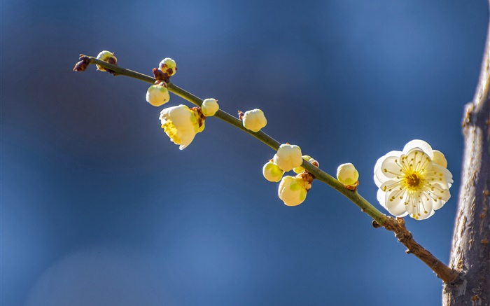Flores de ciruelo amarillo en primavera Fondos de pantalla, imagen