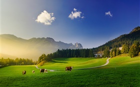 Alpes, prado verde, vaca, montañas, árboles, rayos de sol.
