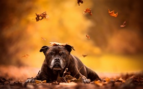 Perro negro, hojas rojas, otoño.