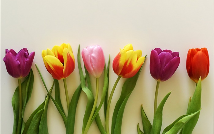 Tulipanes de colores, rojo, rosa, morado. Fondos de pantalla, imagen