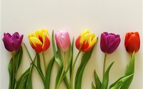 Tulipanes de colores, rojo, rosa, morado.