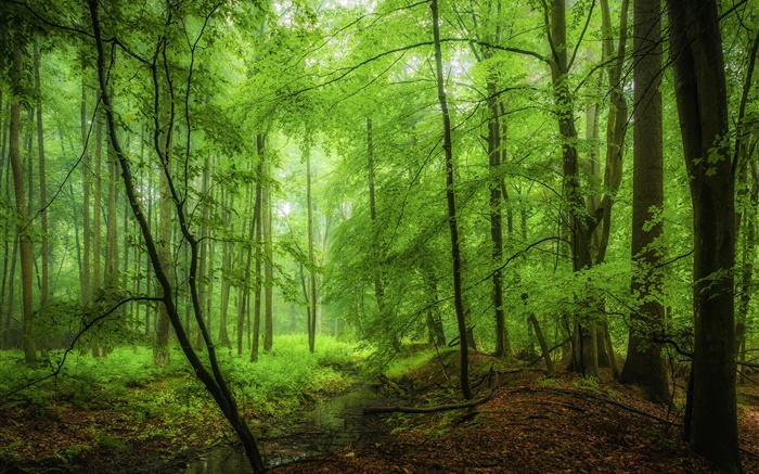 Bosque, árboles, verde, mañana. Fondos de pantalla, imagen