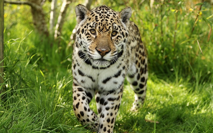Jaguar camina hacia ti, hierba Fondos de pantalla, imagen