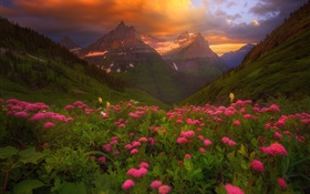 Muchas flores rosas, montañas, nubes, verano.