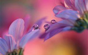 Flores de gerbera rosa, pétalos, gotas de agua. HD fondos de pantalla